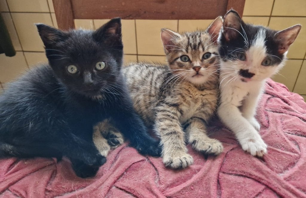 kittens, Dieren en Toebehoren, Meerdere dieren, 0 tot 2 jaar