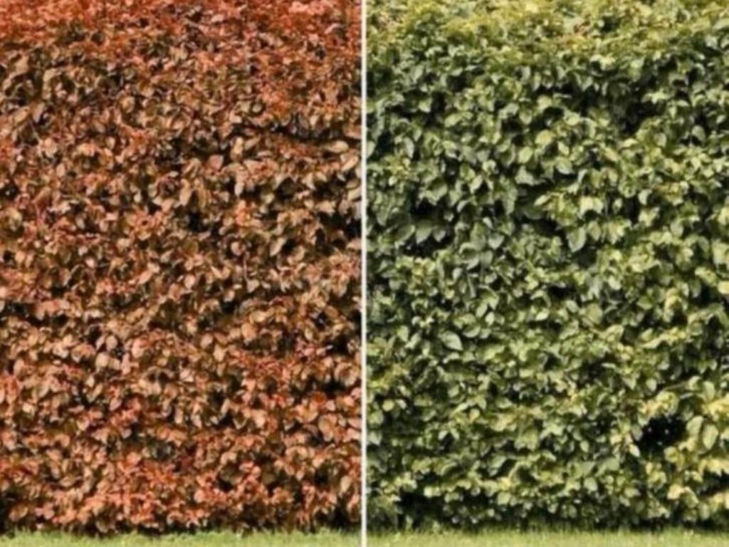 Beukenhaag FAGUS uit voorraad leverbaar, Ophalen of Verzenden, Overige soorten, Volle zon