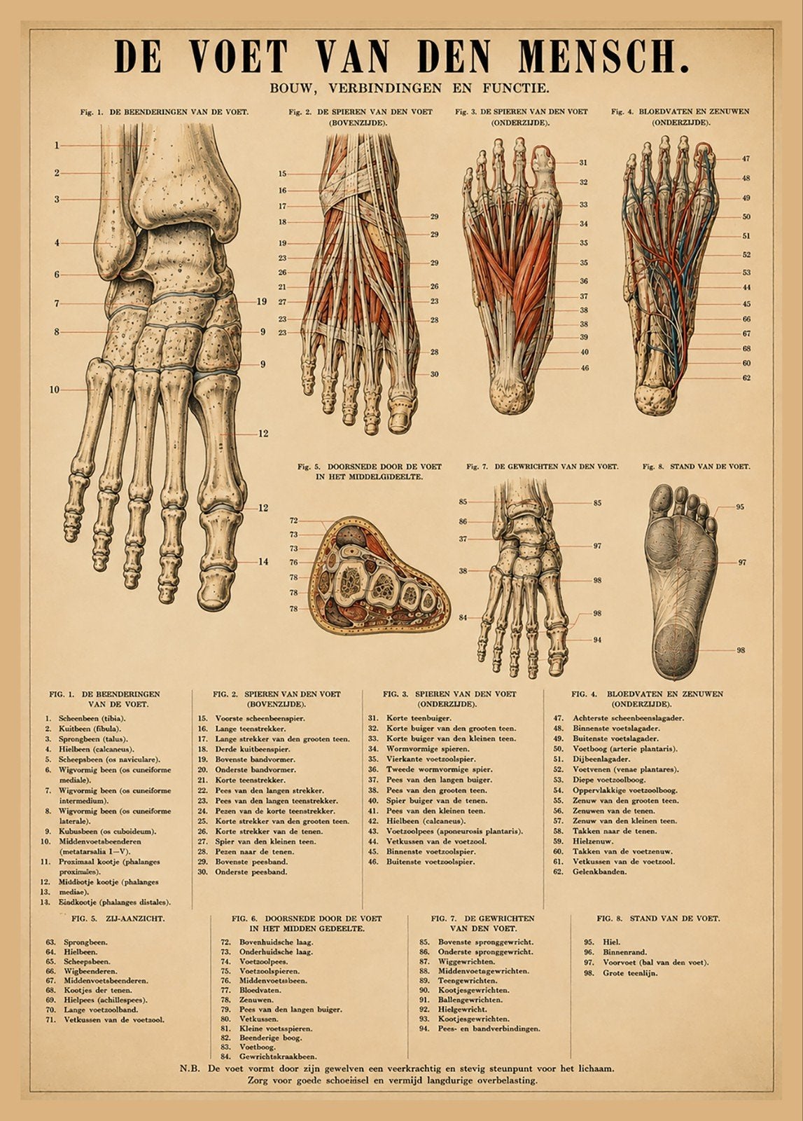 Vintage Anatomische Voet Poster Bouw Verbindingen & Functie, Gebruikt, Ophalen of Verzenden, Foto of Poster, 75 – 100