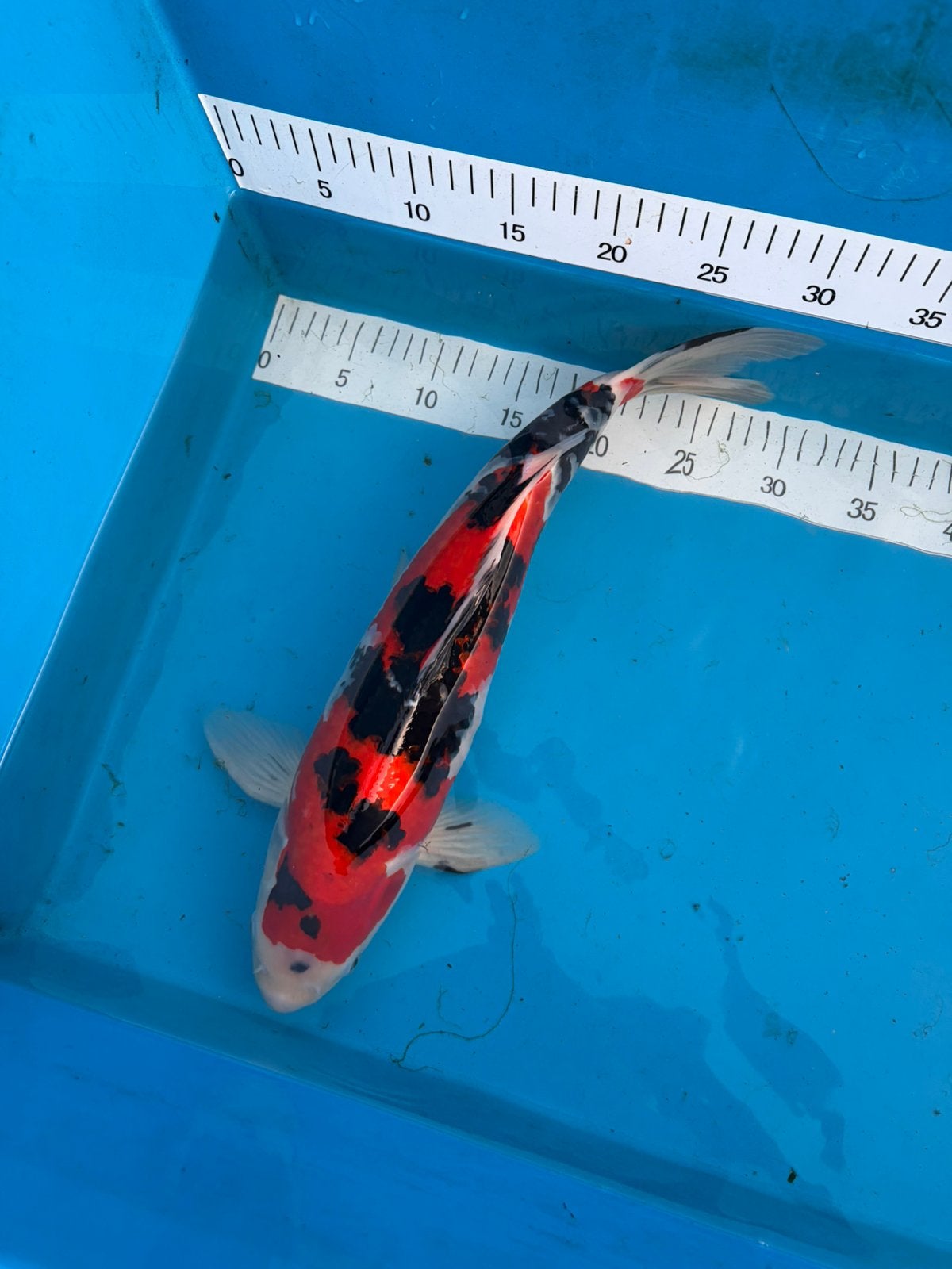Sanke 45 cm, Dieren en Toebehoren, Vissen | Vijvervissen, Karper of Koi
