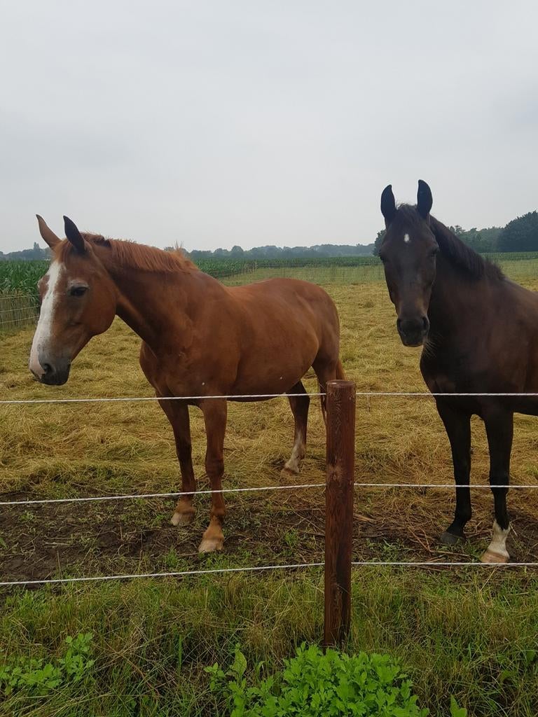 Stalling aangeboden in hierden, Dieren en Toebehoren, Stalling en Weidegang, Stalling