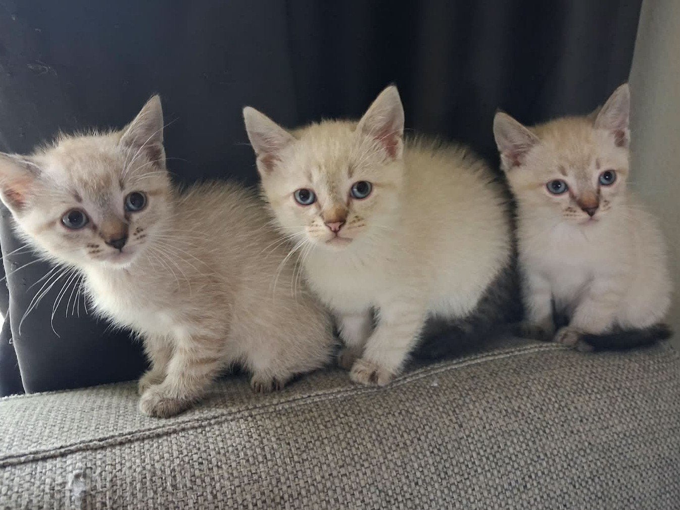 siameesjes tabby point kittens, Meerdere dieren, Ontwormd, 0 tot 2 jaar