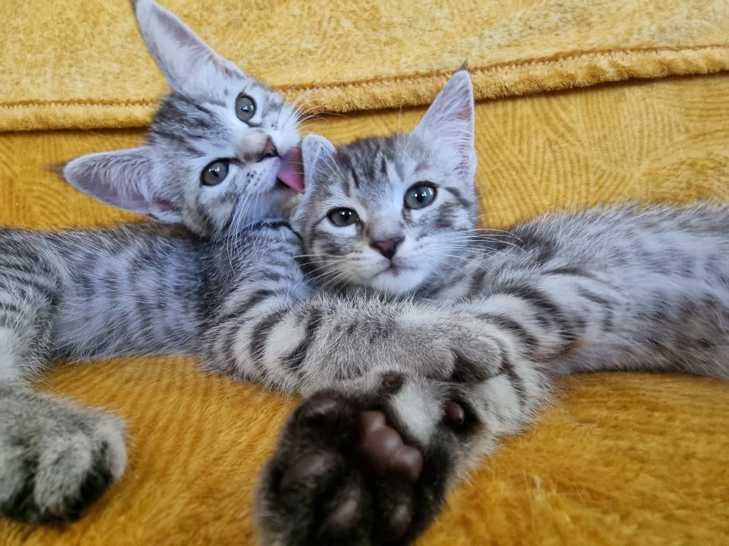 Zilver tabby kittens Europese korthaar x Siberische, Meerdere dieren, Ontwormd, 0 tot 2 jaar