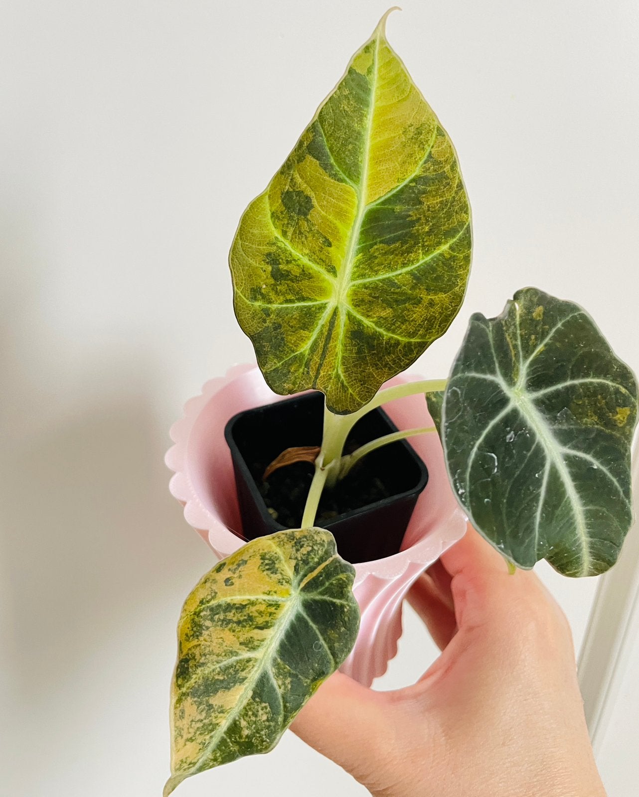 Alocasia black velvet aurea variegata, Ophalen of Verzenden, Halfschaduw, Minder dan 100 cm