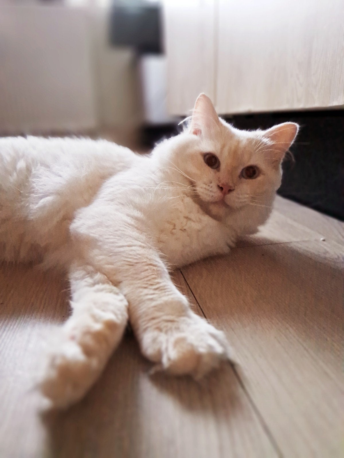 Ervaren Ragdoll dekkater Mufasa beschikbaar – hobbymatig, Dieren en Toebehoren, 0 tot 2 jaar