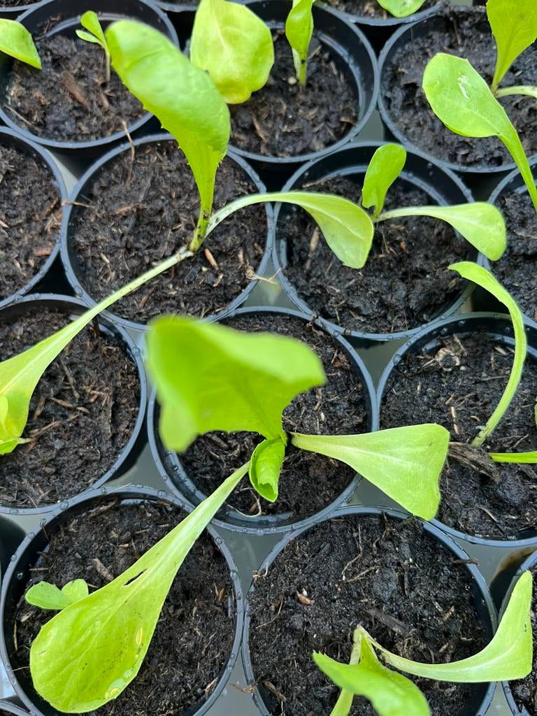Sla  plantjes, Tuin en Terras, Planten | Tuinplanten, Ophalen, Eenjarig, Groenteplanten, Volle zon