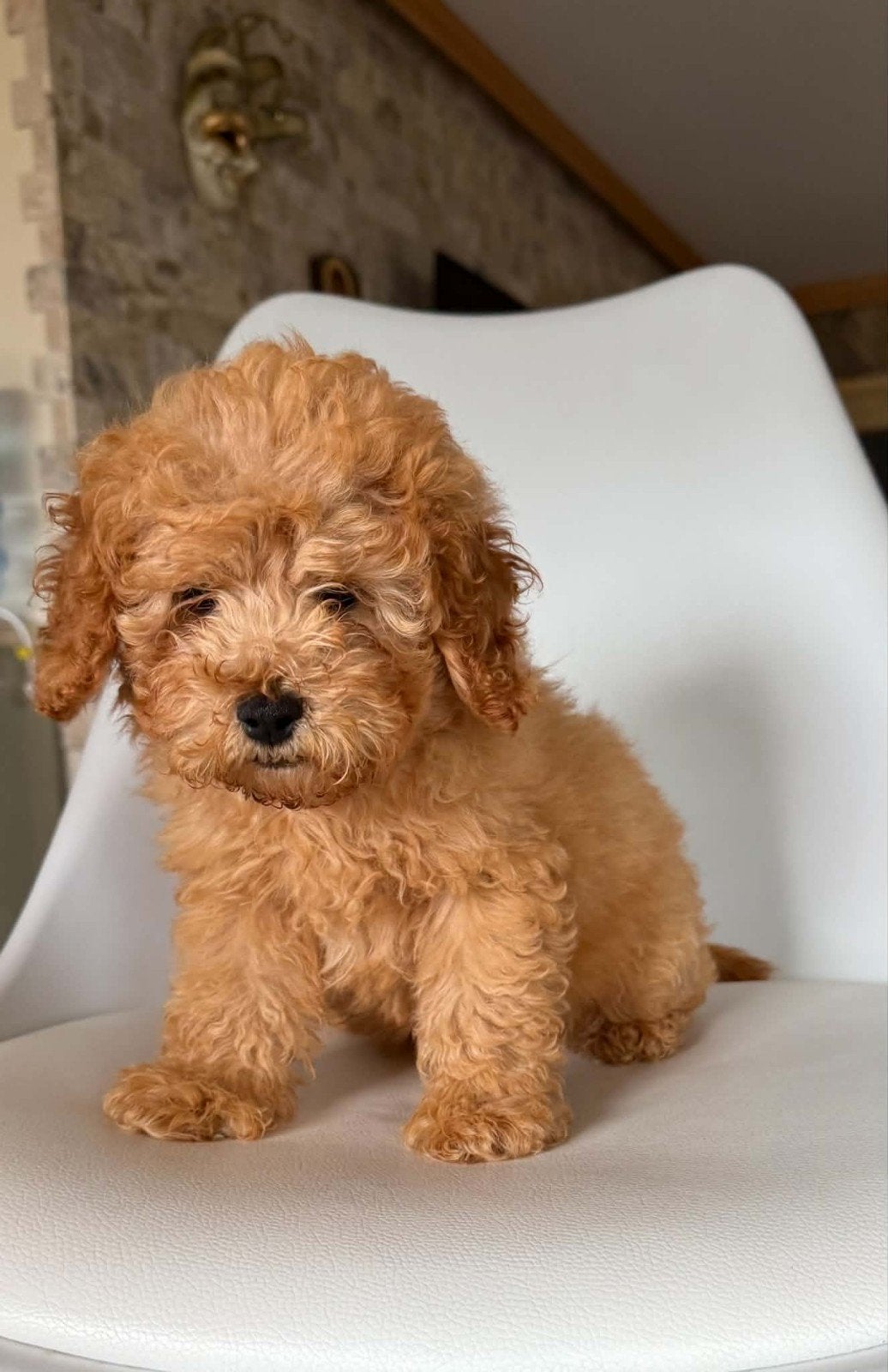 toy poodle, Poedel, Reu, 8 tot 15 weken, Buitenland
