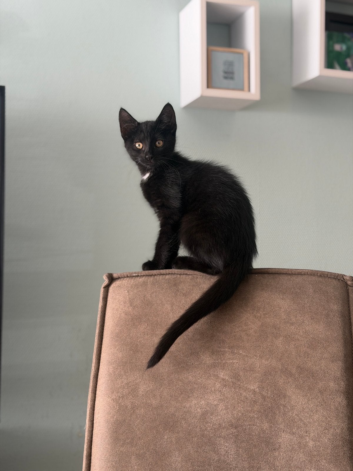Kittens 50 Euro, Dieren en Toebehoren, Poes