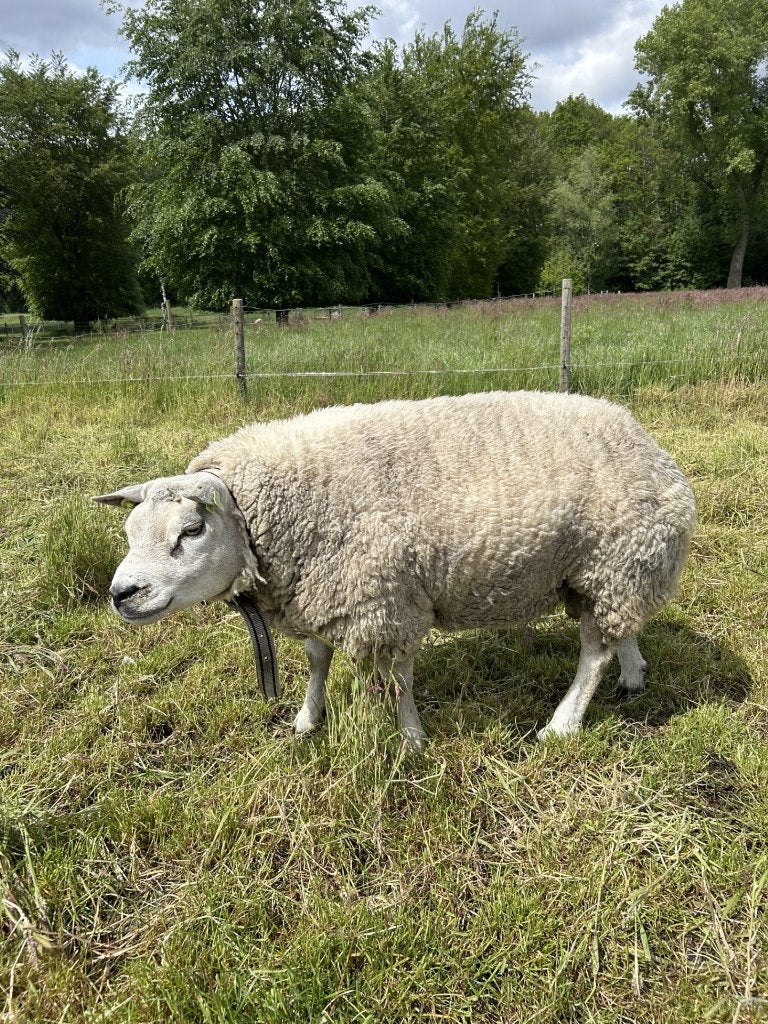 Te koop: Ruime Texelse dekram, Dieren en Toebehoren, Mannelijk, Schaap, 3 tot 5 jaar