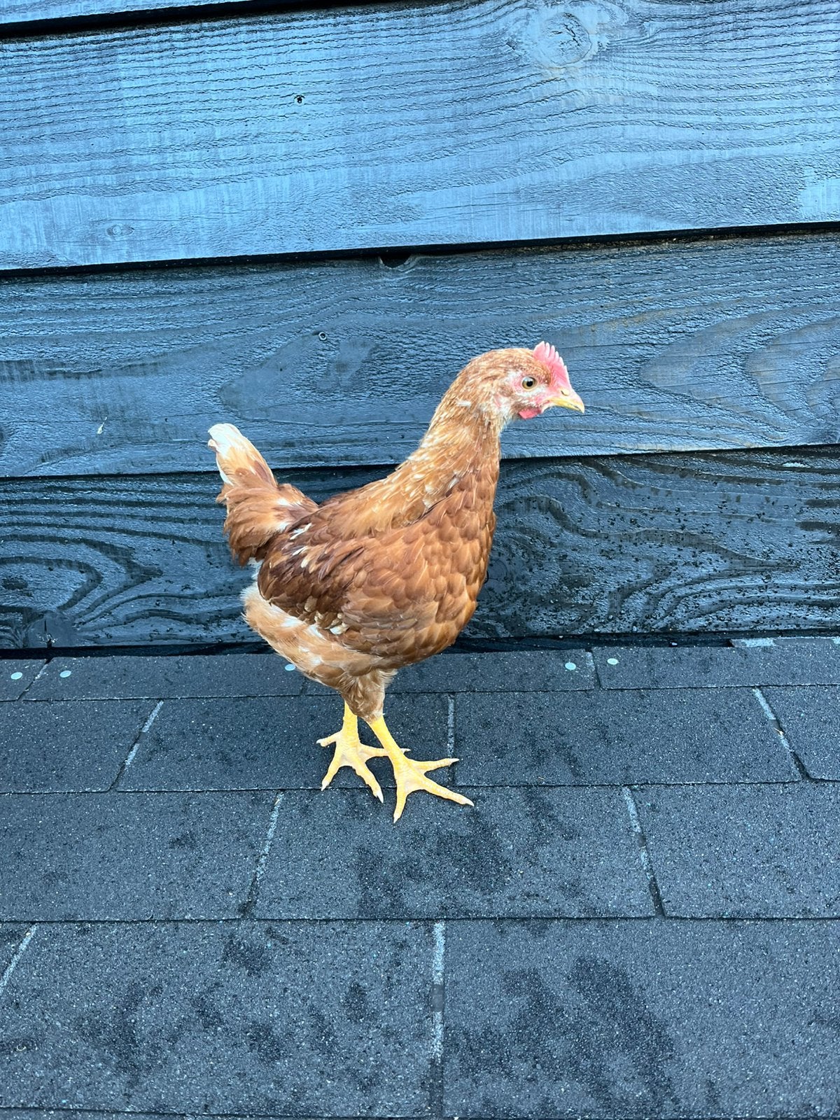 Isa brown haan, Dieren en Toebehoren, Mannelijk, Kip