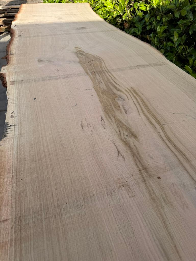 Zeer grote eiken boomstambladen 500x100 cm !!!