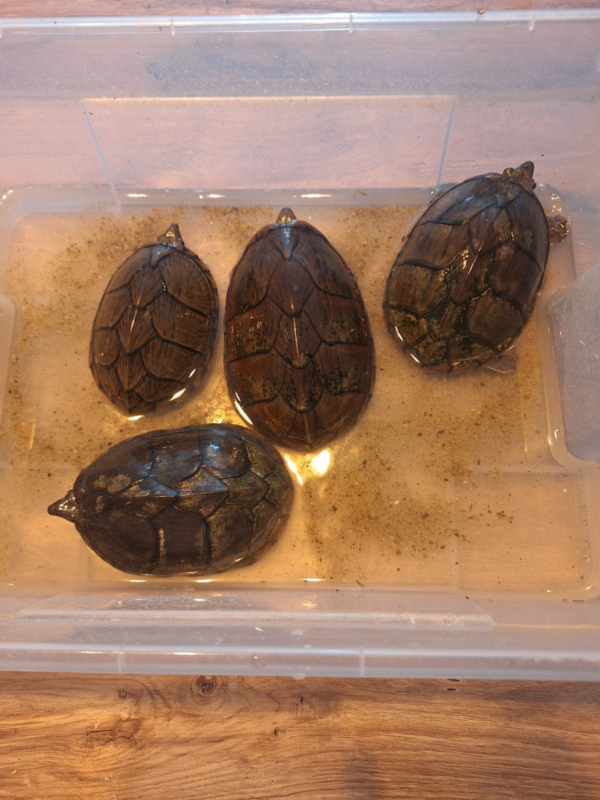 Sternotherus carinatus muskusschildpad kweekgroep, 7 tot 10 jaar