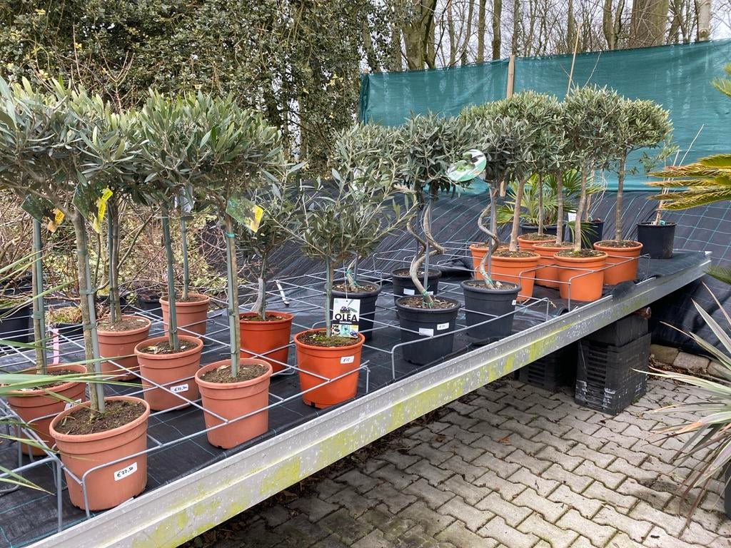 Olijfbomen in pot - Diverse hoogtes en vormen, Lente, 100 tot 250 cm, Olijfboom, Ophalen