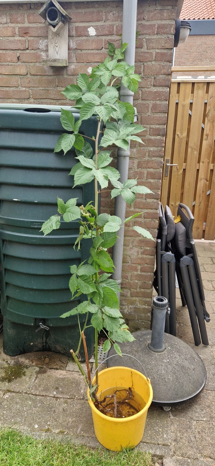Doornloze Braam, Ophalen, Volle zon, Overige soorten, Minder dan 100 cm