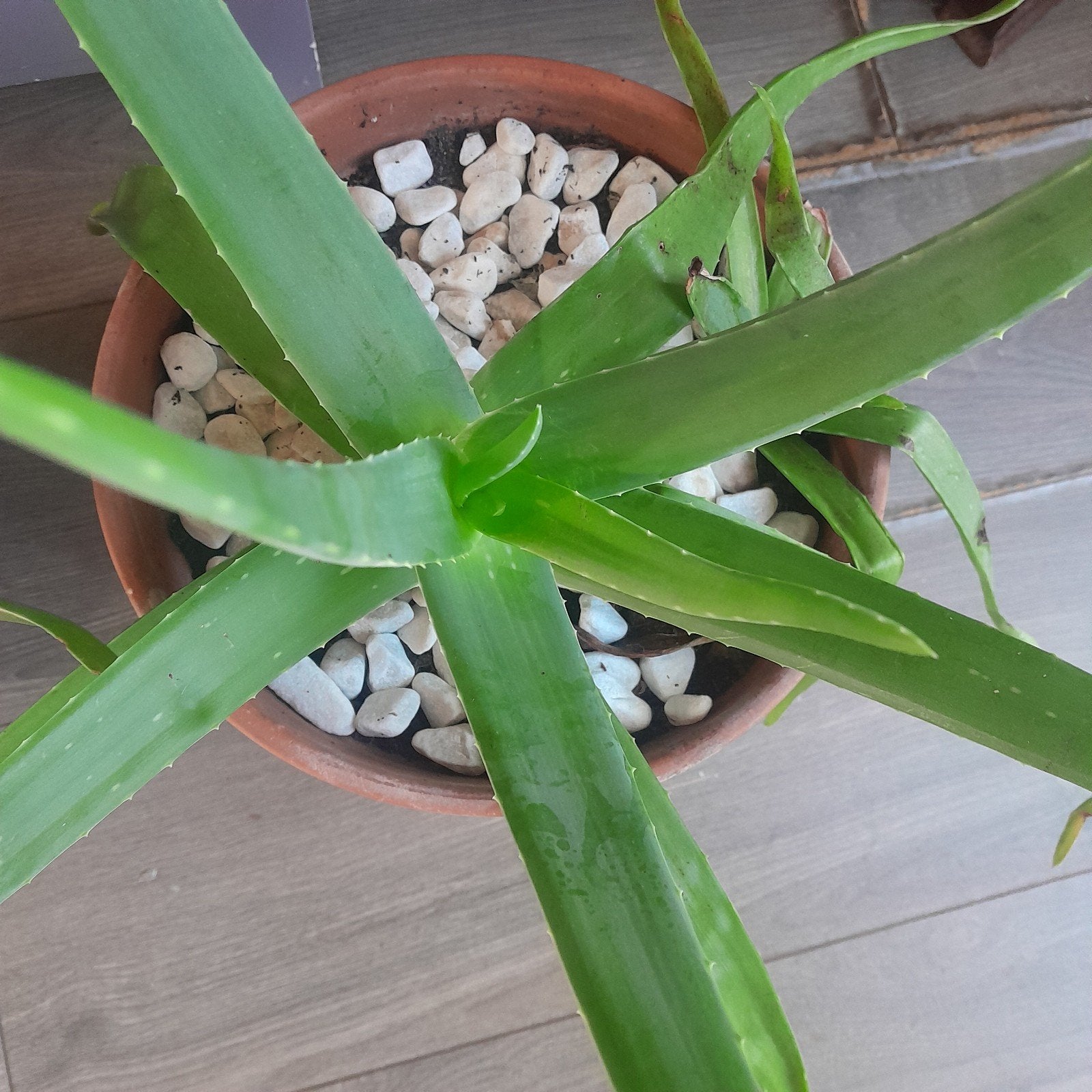 Aloë Vera stekken met pot& schotel, Ophalen of Verzenden