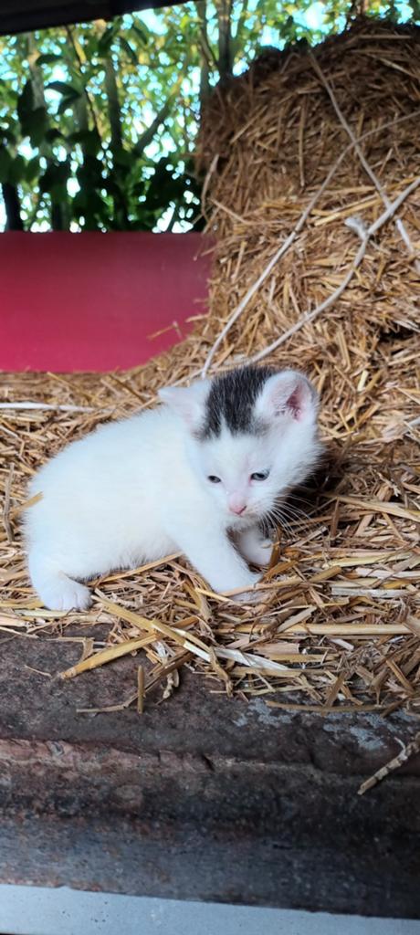Boerderij kittens, Dieren en Toebehoren, Katten en Kittens | Raskatten | Korthaar, Meerdere dieren