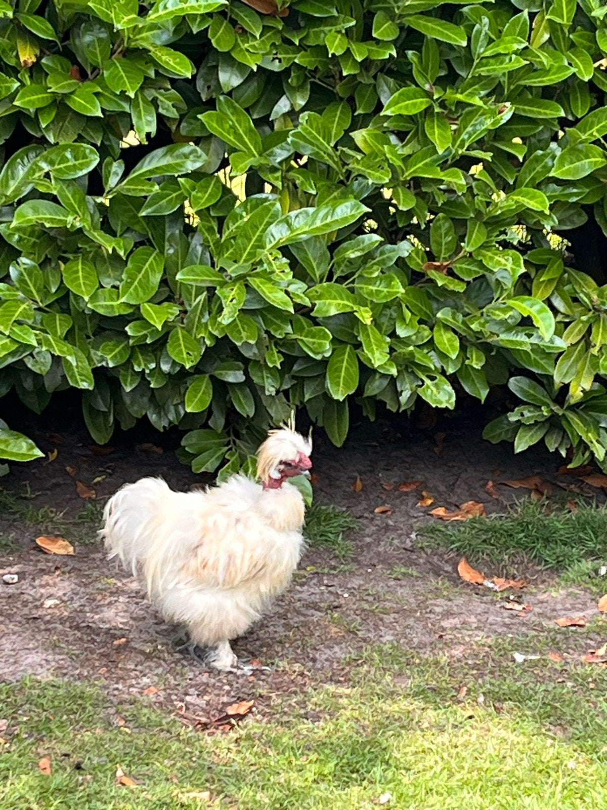 Lieve zijdehoen haan !!!!, Dieren en Toebehoren, Pluimvee, Mannelijk, Kip