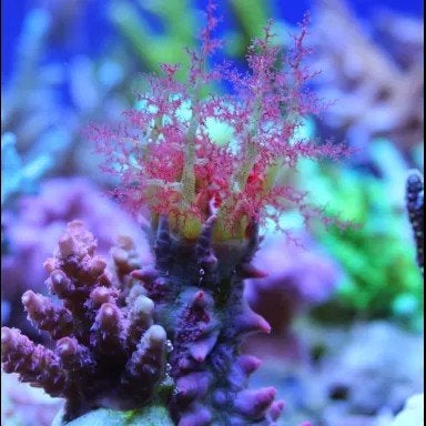 Zeekomkommer Colochirus crassus, Dieren en Toebehoren, Slak of Weekdier, Zoutwatervis, Schoolvis