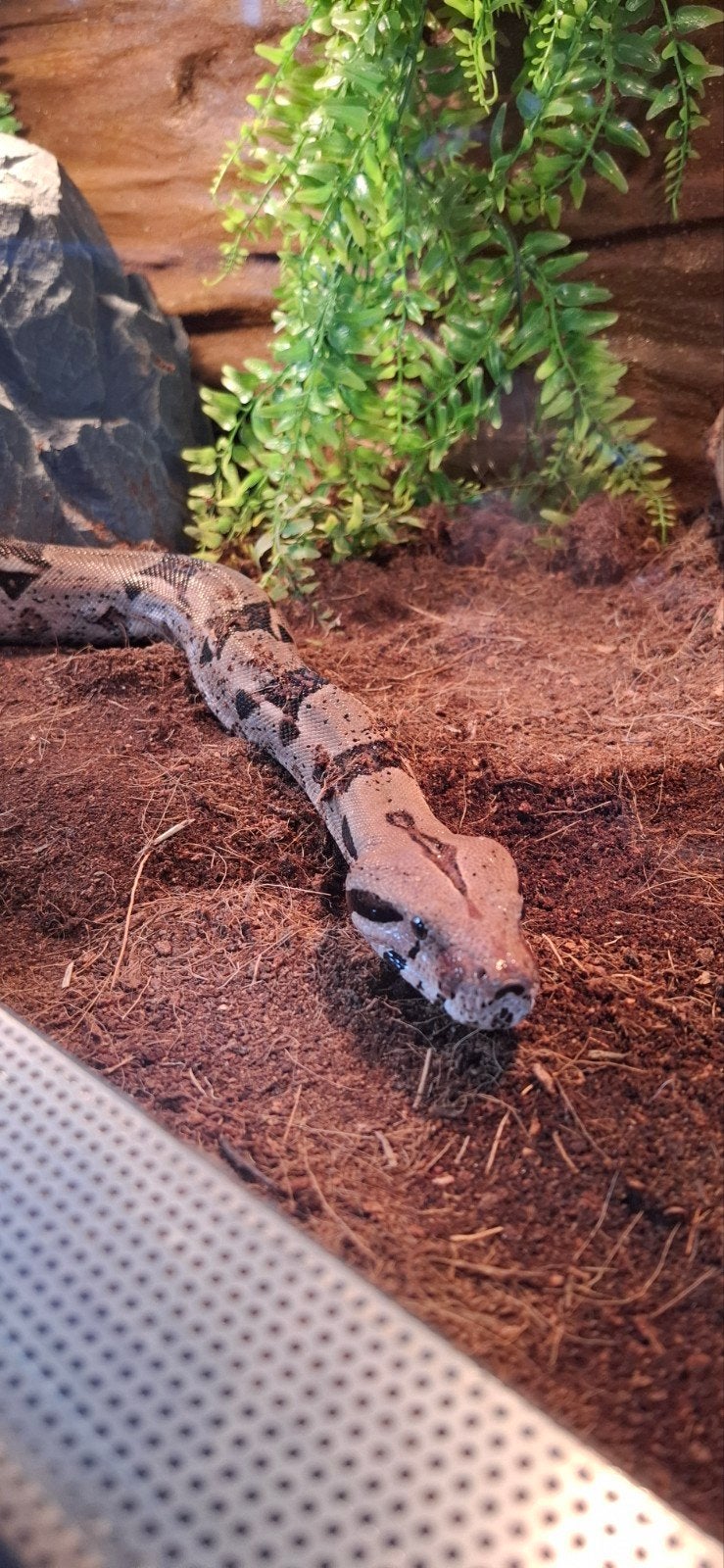 Boa constrictor., Dieren en Toebehoren, Reptielen en Amfibieën, Slang, Tam, 3 tot 6 jaar