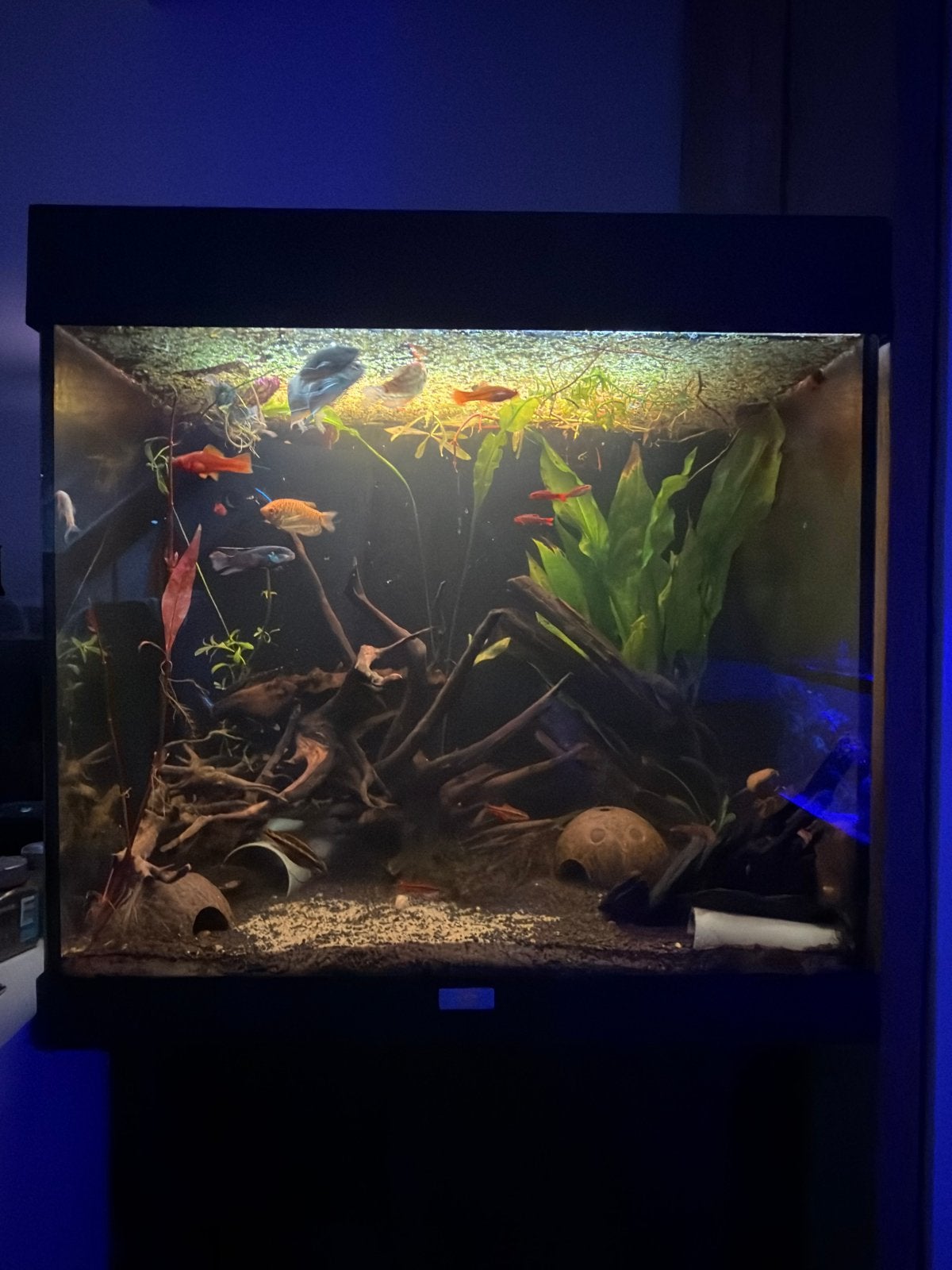 Gehele visbestand te koop, Vis, Zoetwatervis