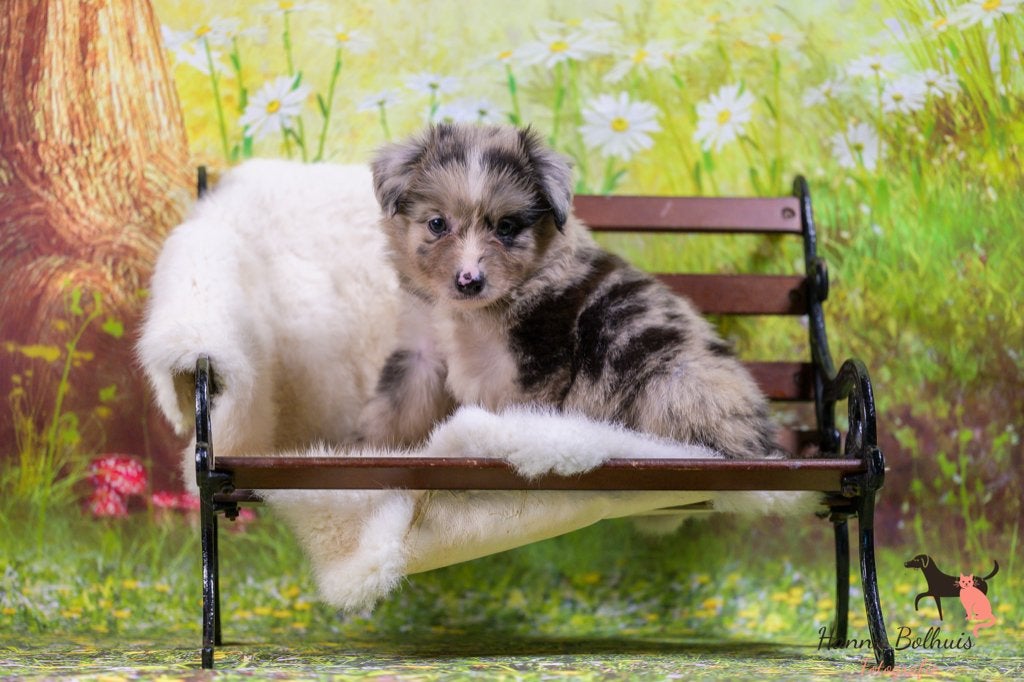 Australian shepherd mini pups, Dieren en Toebehoren, Parvo, 8 tot 15 weken, Meerdere, Meerdere dieren