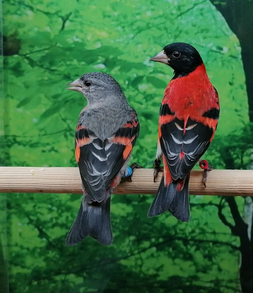 Gezocht volière en tropische vogels., Meerdere dieren