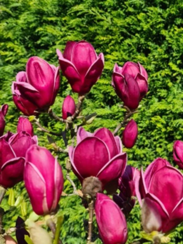 Magnolia, Tulpenboom, Beverboom in veel soorten en maten, Tuin en Terras, Vaste plant, Halfschaduw, Lente, Ophalen