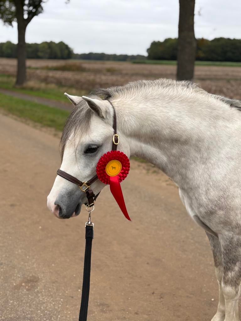 Beschikbaar voor dekking, welsh A pony, Hengst