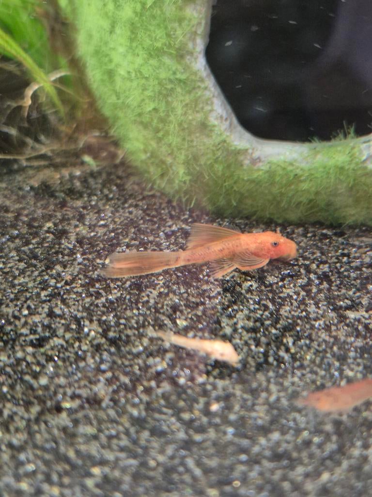 Super red ancistrus longfin, Dieren en Toebehoren, Vis