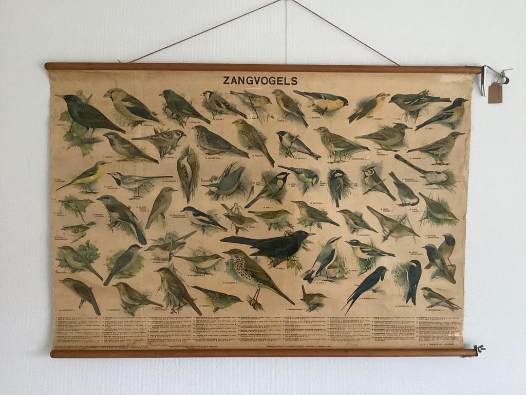 Schoolplaat Zangvogels van H.J. Slijper, Antiek en Kunst, Ophalen, Natuur en Biologie