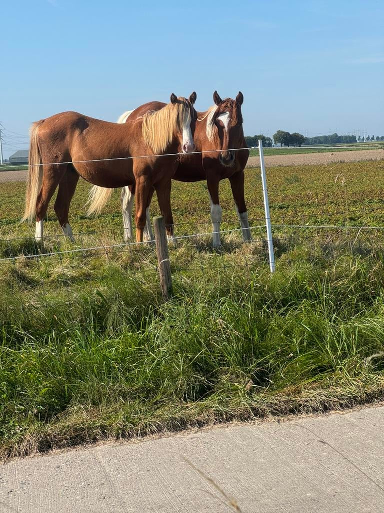 Meerdere ponys. Jong,oud,drachtig,project,merrie+veulen, Minder dan 160 cm, Met stamboom, Dressuurpaard, 3 tot 6 jaar