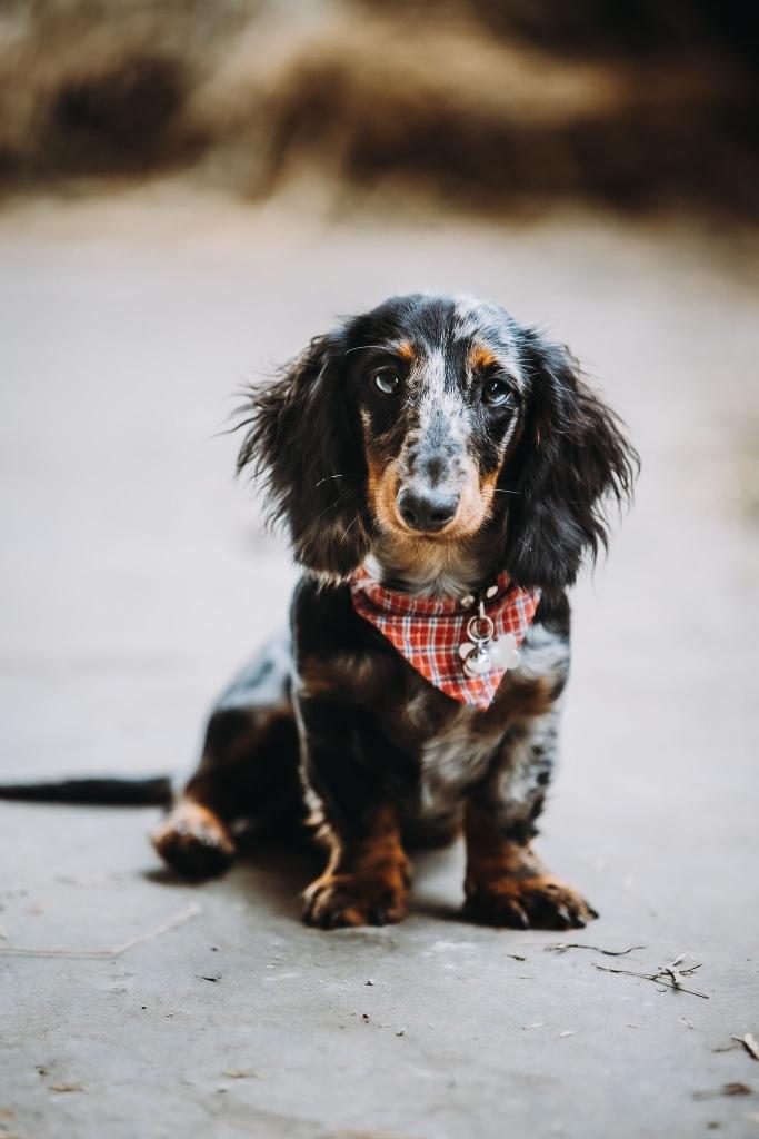 Dek reu teckel ( niet te koop!!), België, Particulier, Reu, Eén hond
