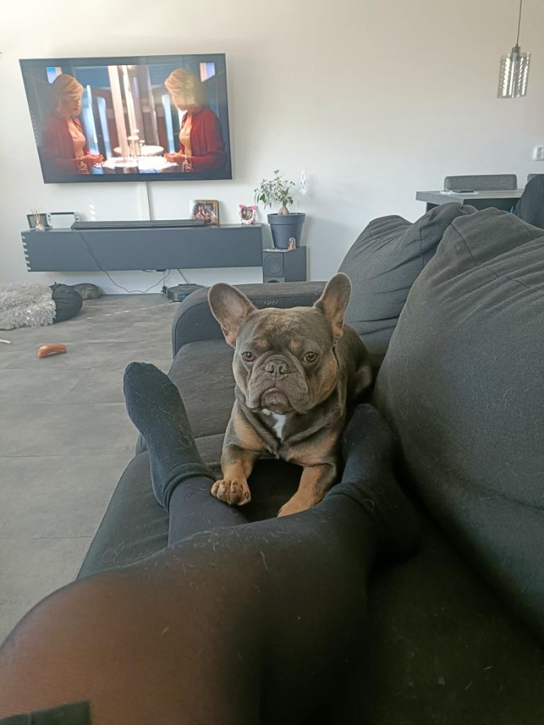 Franse bulldog dekreu, Reu, 1 tot 2 jaar, Parvo, Eén hond