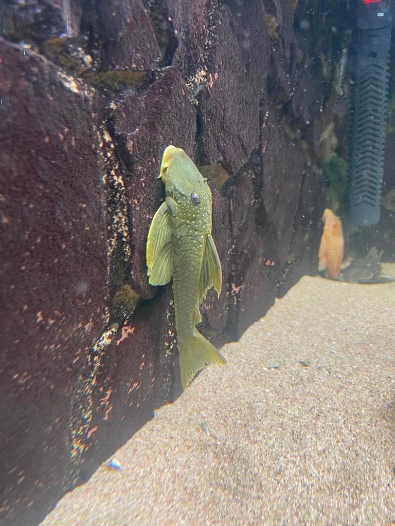 Mooie grote L200    13-15 cm, Dieren en Toebehoren, Vissen | Aquariumvissen, Vis, Zoetwatervis