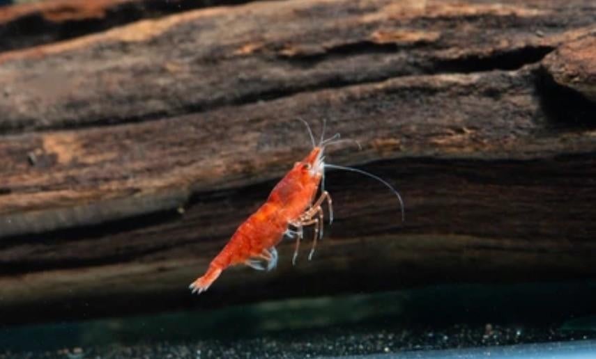 Rode Vuurgarnalen - Vuurtjes, Dieren en Toebehoren, Vissen | Aquariumvissen, Kreeft, Krab of Garnaal, Zoetwatervis