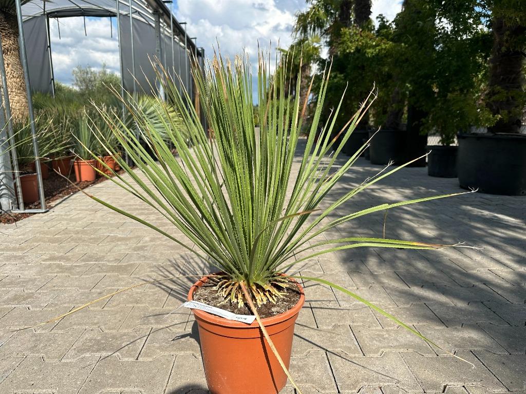 Dasyliron serratifolium - Dessertspoon te koop, Tuin en Terras, Planten | Bomen, Overige soorten, Minder dan 100 cm, Volle zon