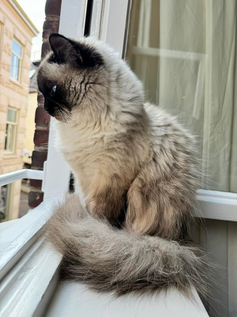 Seal Point Ragdoll langharige dekkater, Dieren en Toebehoren, 0 tot 2 jaar