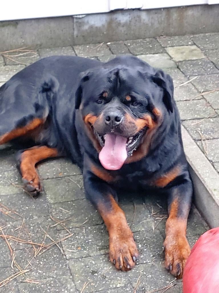Dekreu  Rottweiler, Dieren en Toebehoren, België, Particulier, Reu, Parvo