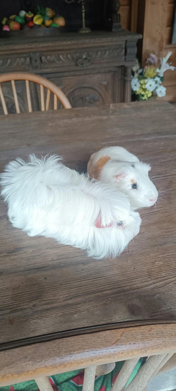 2 lieve witte cavia's zoeken een fijn, gezellig en warm huis, Dieren en Toebehoren, Knaagdieren, Cavia, Mannelijk, December, Tam