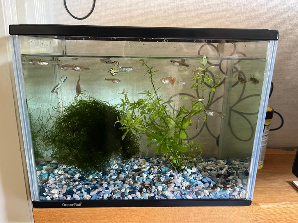 Guppys €0,50 per stuk, Vis, Zoetwatervis