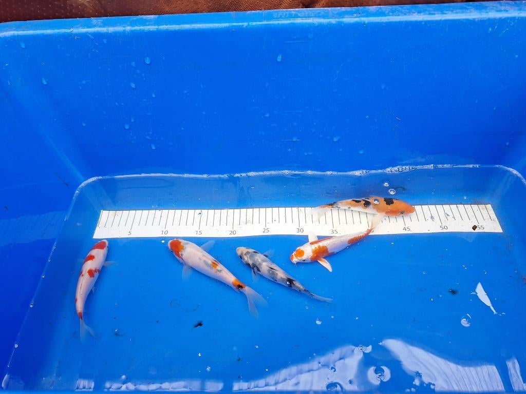 mooie 1jarige koi, aanbieding 5 voor de prijs van 4 €12 PS, Karper of Koi