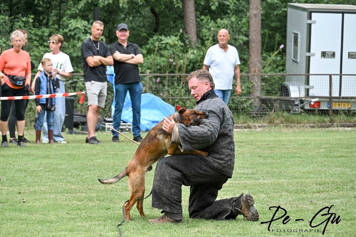 Dekreu, Dieren en Toebehoren, Reu, 1 tot 2 jaar, Eén hond, Nederland