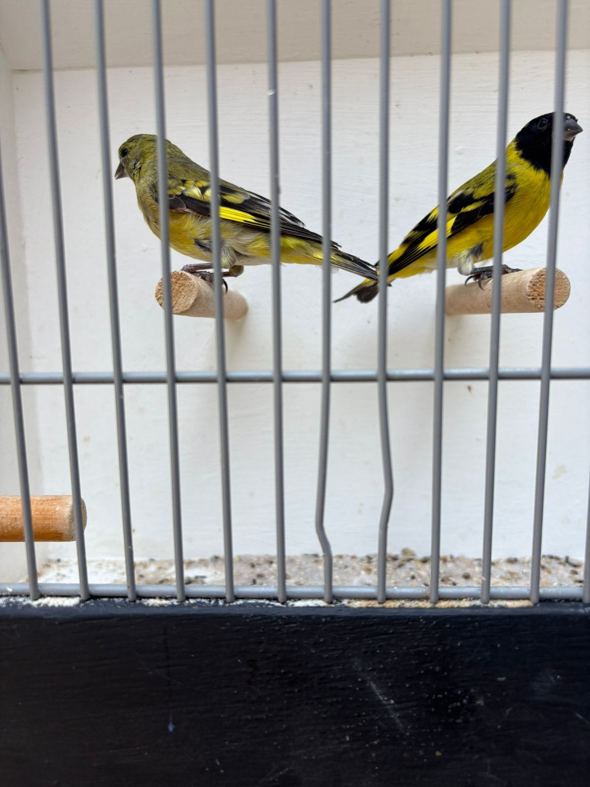 Koppel zwartkopsijzen, Dieren en Toebehoren, Vogels | Overige Vogels, Meerdere dieren