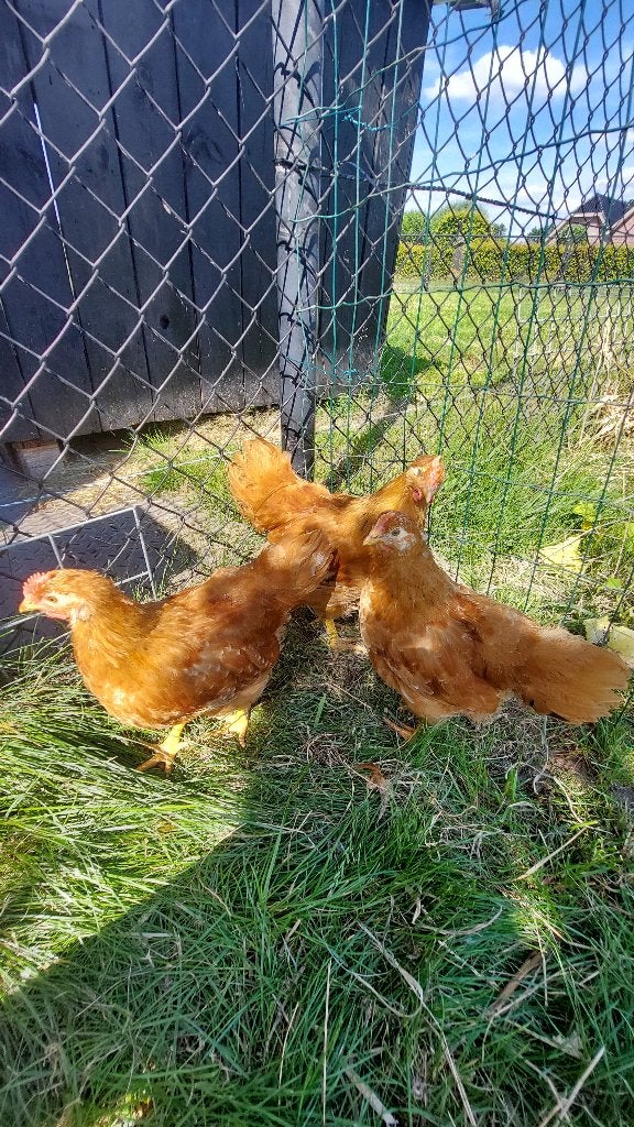 New hampshire groot jonge haan raszuiver, Dieren en Toebehoren, Mannelijk, Kip