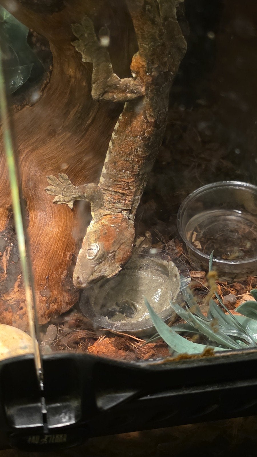 Mainland gekko, Hagedis, Met terrarium, 0 tot 2 jaar