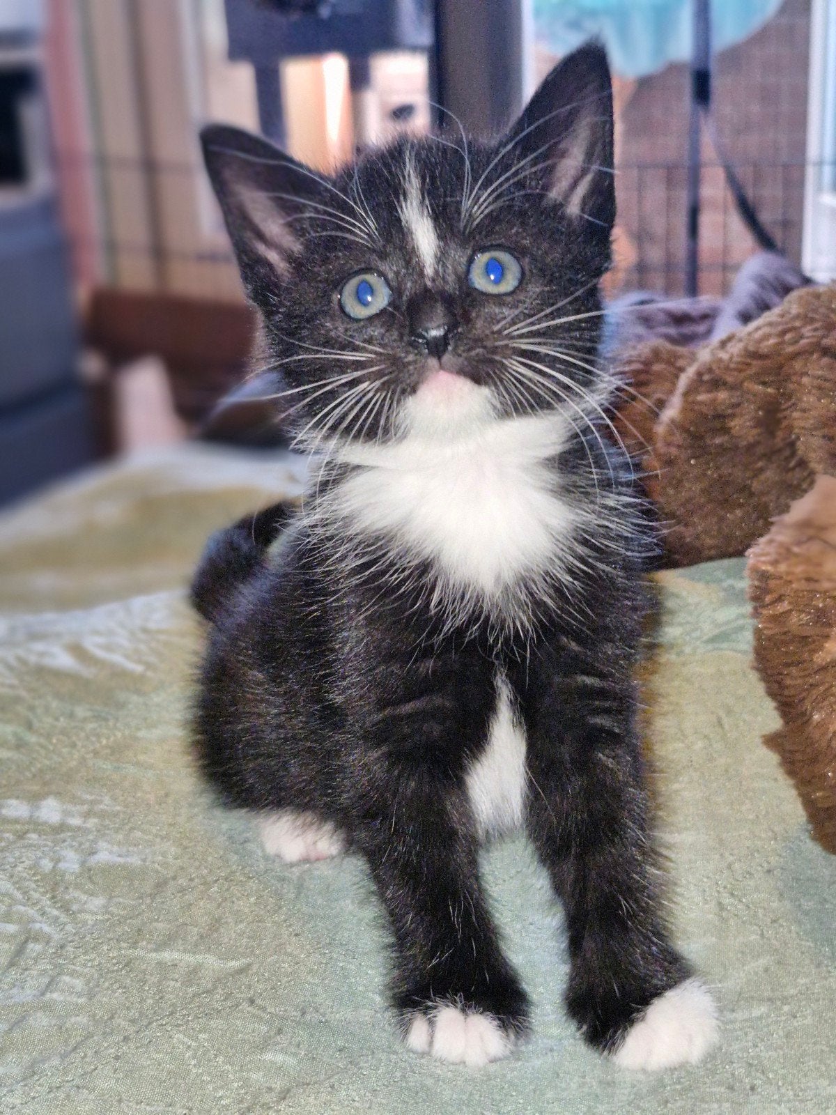 kitten( poesje), Dieren en Toebehoren, Poes, Kortharig, 0 tot 2 jaar