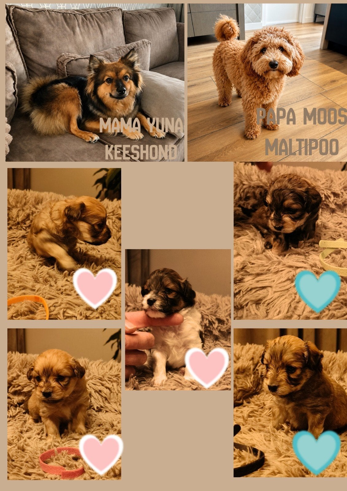 Prachtige keepoo puppies, Dieren en Toebehoren, 8 tot 15 weken, Meerdere, Meerdere dieren, Klein