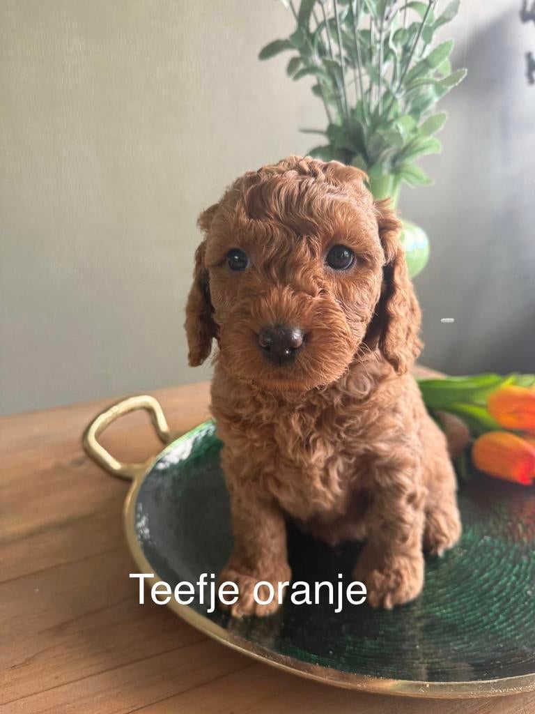 Mini Australien labradoodle puppy’s, 8 tot 15 weken, Parvo, Meerdere, Meerdere dieren