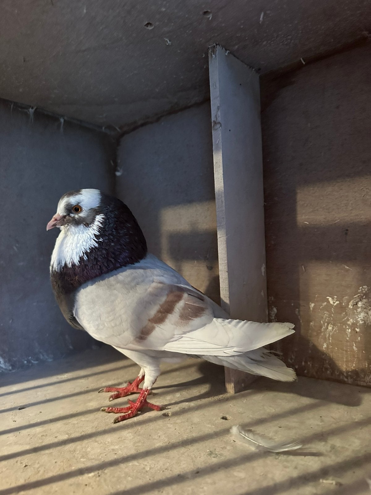 Tilduif, kropper Doffer, Dieren en Toebehoren, Vogels | Duiven, Mannelijk, Kropper