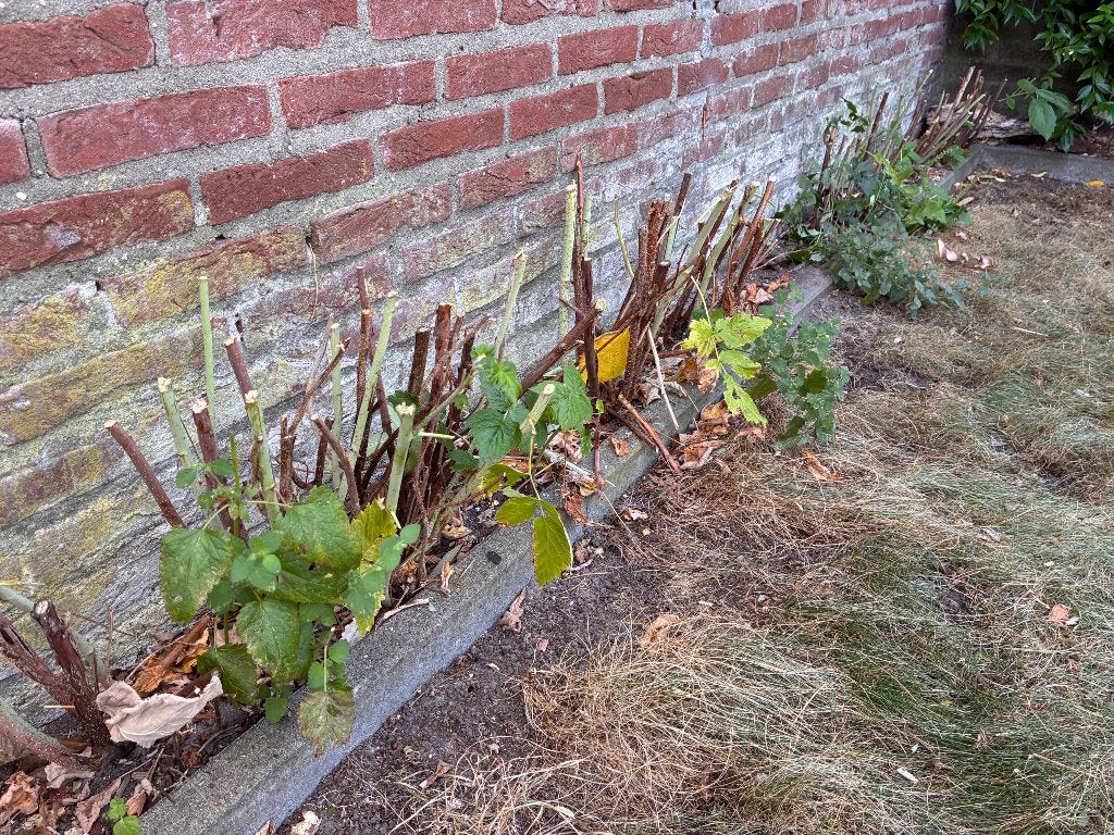 Gratis frambozenplanten 10 stuks, Tuin en Terras, Planten | Tuinplanten, Ophalen, Vaste plant, Fruitplanten, Volle zon